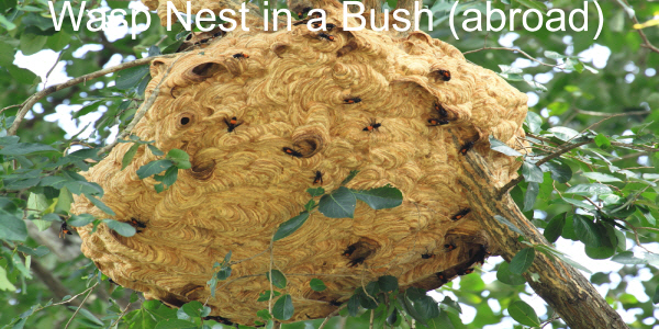 Destroying a Wasps Nest in a bush